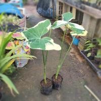 ราคา ต้นถุงเงินถุงทองต้นห่อเงินห่อทองต้นแก้วสารพัดนึกต้นสูง 50cm. ขึ้นไป (21085101738)