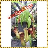 ราคา ต้นหม้อข้าวหม้อแกงลิง ต้นไม้กินแมลง (24239294237)