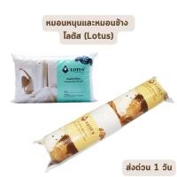 ราคา ส่งด่วน 1 วัน จัดเต็ม ! หมอนหนุน และ หมอนข้าง โลตัส Lotus ขนาดใหญ่พิเศษ เกรดพรีเมียม ของแท้ เกรดเอ ราคาส่ง (10321556353)