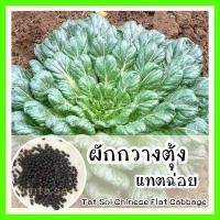 ราคา พร้อมส่ง ❗ รหัส 133 เมล็ดพันธุ์แท้ OP แท้ ผักกวางตุ้ง แทตฉ่อย - Tat Soi Chinese flat cabbage เมล็ดกวางตุ้ง (8272164312)