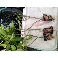ราคา กิ่งตอน​ มะนาวแป้นพิจิตร​ (5271027909)