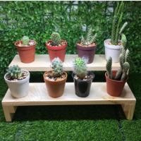 ราคา AS08-2*32 ชั้นไม้ 2 ชั้น ที่วางกระบองเพชร ขั่นไม้วางแคคตัส ชั้นไม้สน วางแคคตัสต้น จัดสวน ขนาดกxยxส 16X32X10Cm. (11761505519)