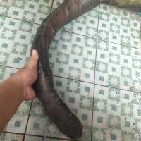 ราคา เขาควายแข็ง 40-44 ซม (50705709027)