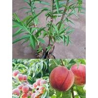ราคา ต้นพีช ต้นลูกท้อ/ผลใหญ่ รสหวานหอม (29961056364)
