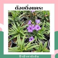 ราคา ต้นต้อยติ่งแคระ กระถาง 5-6 นิ้ว ต้อยติ่งแคระ ไม้แดด (8648104786)