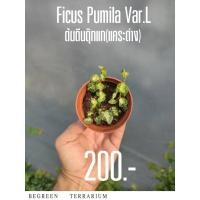 ราคา ต้นตีนตุ๊กแกแคระด่าง Ficus Pumila Var.L (21386894480)