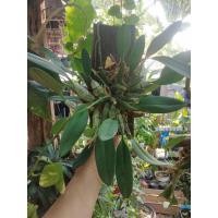 ราคา ต้นเอื้องผึ้งป่า พร้อมแขวน (21775099615)