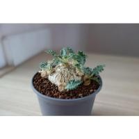 ราคา ต้นมะพร้าวทะเลทราย Dorstenia horwoodii (19312283857)