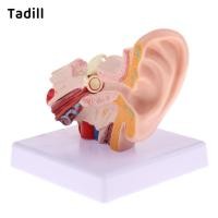 ราคา โมเดลจำลองข้อต่อหูเดสก์ท็อปแบบมืออาชีพ ขนาด 1.5 เท่าของจริง (54856078360)