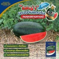ราคา เมล็ดพันธุ์แตงโม" เมญ่า" ขนาด 40 กรัม (1000 เมล็ด) (23450251945)