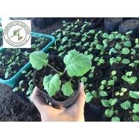 ราคา เคลไซบีเรียน - Siberian Kale อายุ24วัน (10771106519)