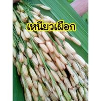 ราคา เมล็ดพันธุ์ข้าวเหนียวไร่ เหนียวเผือก 150 เมล็ด (โปรดพิจารณาก่อนตัดสินใจ) (28872434784)