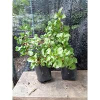 ราคา ต้นพันธุ์วอเตอร์เครสแดง วอเตอร์เครสแดง (41122121933)