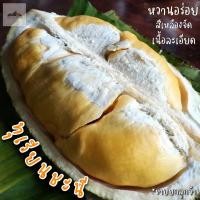 ราคา ทุเรียนชะนี✨ สวนจันทบุรี เนื้อนุ่มหนึบ หอม หวาน อร่อย *ขายยกลูกจ้า* #ทุเรียนชะนี #ทุเรียนหมอนทอง #ทุเรียนก้านยาว (9044364237)