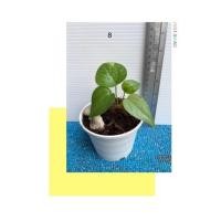 ราคา โชคเก้าชั้น【เขียว,ด่างหินอ่อน】โชค9ชั้น ต้นหน้าวัวใบ กระถาง 3 นิ้ว ไม้ฟอกอากาศ ต้นไม้มงคล ไม้กระถาง ไม้ใบ (21524650580)