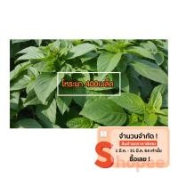 ราคา เมล็ดผักคะน้า เมล็ดผักโหระพา เมล็ดผักชี เมล็ดผักกาดหอม เมล็ดผักชี เมล็ดผักกาดขาว เมล็ดผักกวางตุ้ง เมล็ดผักผักกาดหอม (7834637542)