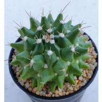 ราคา Cake Cactus Farm กระบองเพชร Mammillaria bucareliensis cv. Erusamu แมมอิรุซามุ สายเก่า (2266626664)