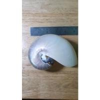 ราคา เปลือกหอยนอติลุส หรือหอยงวงช้าง ขัด ขนาด6นิ้ว (22817268138)