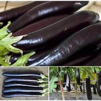 ราคา ผลผลิตสูง 250เมล็ด/ซอง มะเขือยาวม่วง เมล็ดพันธุ์ High Yield Long Purple Eggplant Seeds Purple Big Eggplant Vegetables Se (44954780087)
