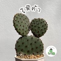 ราคา A Little cactus| แคคตัส กระบองเพชร Opuntia โอพันเทีย รูฟิด้า (23568718993)