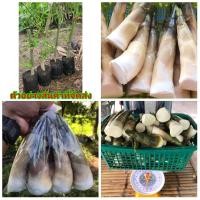 ราคา (ขาย ต้นพันธุ์) ต้น ไผ่บงหวานเพชรน้ำผึ้ง เบอร์ 2 3 9 ไผ่บงหวาน เพชรน้ำผึ้ง ต้นไผ่บงหวานเพชรน้ำผึ้ง ต้นไผ่บงหวาน ไผ่ ต้ (10341712642)