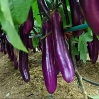 ราคา Purple Eggplant Seed เมล็ดพันธุ์มะเขือยาว ประมาณ 100เมล็ด Organic Vegetable Seeds for Planting เมล็ดมะเขือยาวสีม่วง มะเข (53804522010)