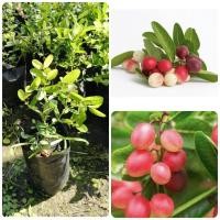 ราคา ต้นมะนาวโห่ ต้นมะม่วงหาวมะนาวโห่ สูง20-40ซม. บำรุงเลือด แก้ไอ ต้านมะเร็ง ปลูกง่าย ทนแล้ง ผลมีสีสวย (29244181372)