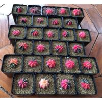 ราคา กระบองเพชร แคคตัส (Cactus) Gymno LB ยิมโนด่าง (6905618068)