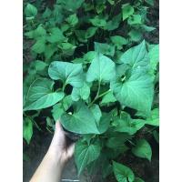 ราคา ต้นพลูคาว คาวตอง สมุนไพร ☘️ (9089550312)