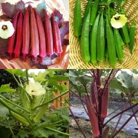 ราคา เมล็ดพันธุ์ กระเจี๊ยบเขียว/แดง กระเจี๊ยบมอญเขียว/แดง (42666429227)