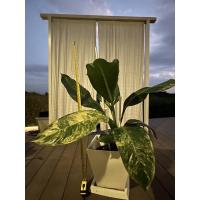 ราคา เศรษฐีวิลสันด่าง : Dieffenbachia Variegated ไม้มงคล ไม้สายมู ด่างชัดทั้งฮาฟและวากิว (10829054501)