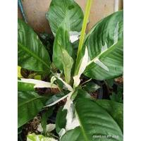 ราคา ต้นเดหลีด่างไม้มงคล ฟอกอากาศ ไม้ด่าง (15757926576)