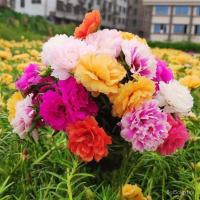 ราคา 1000 ชิ้น เมล็ดทานตะวัน 1000 เมล็ดทานตะวันสองกลีบ ง่ายต่อการปลูกและอยู่สำหรับสวน ระเบียง ดูดอกไม้ เมล็ดดอกไม้ ต้นไม้ในกร (41060353823)