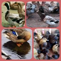 ราคา ไข่เชื้อเป็ดมัลลาร์ด สำหรับนำไปฟัก จำนวน1ฟอง (16502139252)