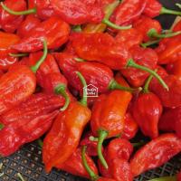 ราคา Fresh Ghost Peppers ผลสดพริกปีศาจ 25กรัม (44051513045)