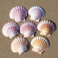 ราคา หอยเชลล์คุณภาพสูง หอยเชลล์ขนาดใหญ่ 10-14 ซม scallop shell จานซาชิมิ (22375984837)