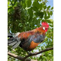 ราคา ไข่ไก่ป่า ไก่หูขาว ไข่ไก่ต่อ 1ชุด5ฟองแถม1 ไข่ไก่ป่าลูกผสม สีเบญจรงค์ ประดู่ เหลือง ไข่มีเชื้อพร้อมฟัก 1ชุดมี 5ใบแถม1ใบ (24608684258)