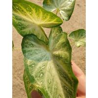 ราคา บอนสีชายชล ชายชลเขียว (22923655253)