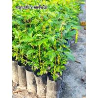 ราคา ต้นมะตูมแขก หรือมะตูมซาอุ(เพาะเมล็ด) 5ต้นแถม1ต้น (8916600561)