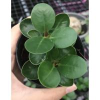 ราคา ต้นช้อนเงินช้อนทอง (2952743402)