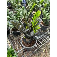 ราคา #กวักมรกตดำ #ไม้มงคลเสริมบารมี ใบดำเงา เข้ม : #Zamioculcas #zamiifolia (Lodd.) สายพันธุ์สีดำ กอกระถาง8นิ้วใหญา (24115144835)