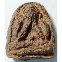 ราคา พระปิดตาหลวงพ่อแก้ว เนื้อผงกะลา พิมพ์ปั้นลอยองค์ วัดเครือวัลย์ ชลบุรี / พระปิดตาหลวงพ่อแก้ว พิมพ์ปั้นลอยองค์ (4984454721)