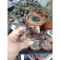 ราคา เก๋งจีน ไม้อวบน้ำ เลี้ยงง่าย (10203831636)