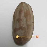 ราคา ขุนแผนไข่ผ่าซีกเนื้อดิน พิมพ์เล็ก (9385576542)