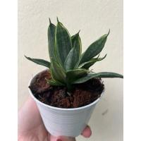 ราคา ต้นลิ้นมังกรแคระ Silver frost (สายพันธ์ใหม่) ใบด่างพาสเทลสีสวย กระถาง 4 นิ้ว (25410511846)