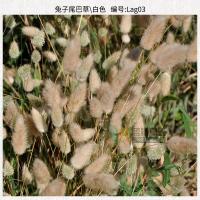 ราคา พร้อมสต็อก จัดส่งที่รวดเร็ว เมล็ดหญ้าหางกระต่ายสนุกหางหมาป่าประดับหญ้าสามารถใช้เป็นดอกไม้แห้งตัดดอกไม้เมล็ดหญ้าเฟอร์นิเจอร์ตกแต่งดอ22601007 (40527853021)