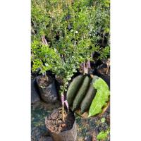 ราคา มะนาวคาเวียร์ สีเขียว เสียบยอด (23942877964)