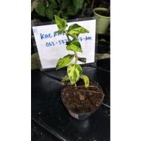 ราคา ต้นกวักมรกตทองคำไม้มงคล (14902355474)