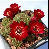 ราคา Sulcorebutia pasopayana ซันคอรีบูเทีย​ รีบูเทีย (4393809852)