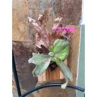 ราคา กระเช้าสีดา เกาะตอสัก พร้อมแขวน (3744196903)